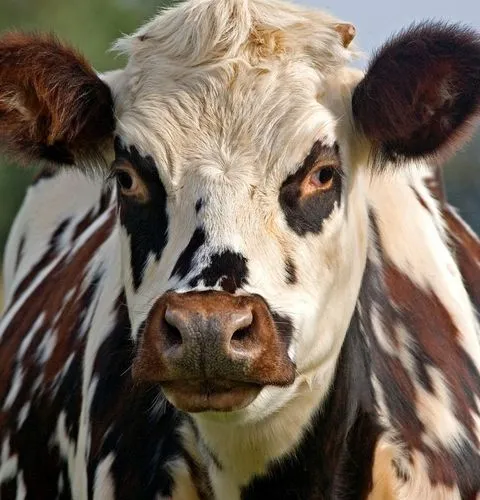 Norman cattle grazing